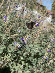 Erynnis tristis