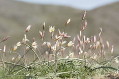 Tulipa bifloriformis