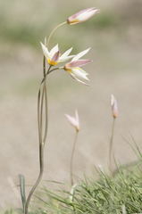 Tulipa bifloriformis