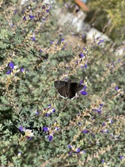 Erynnis tristis