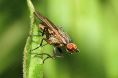 Pherbellia cinerella