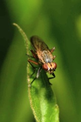 Pherbellia cinerella