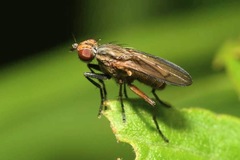 Pherbellia cinerella