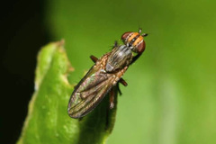 Pherbellia cinerella