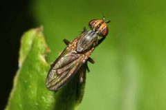 Pherbellia cinerella