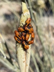 Oncopeltus fasciatus
