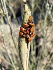 Oncopeltus fasciatus