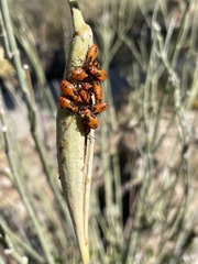Oncopeltus fasciatus