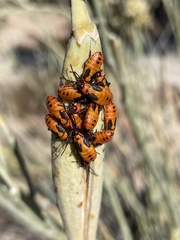 Oncopeltus fasciatus