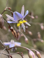 Dianella prunina