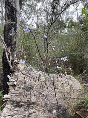 Dianella prunina