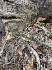 Dianella prunina