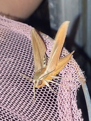 Xylophanes tersa