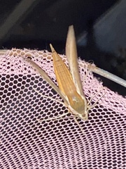 Xylophanes tersa