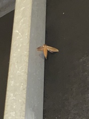 Xylophanes tersa