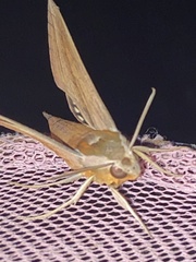 Xylophanes tersa