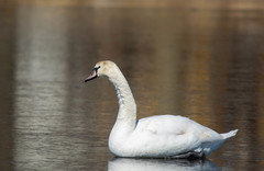 Cygnus olor