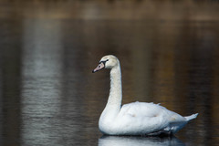 Cygnus olor