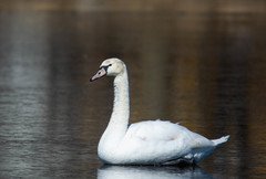 Cygnus olor