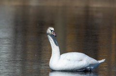 Cygnus olor