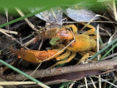 Engaeus tuberculatus