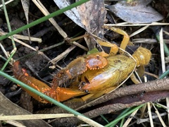 Engaeus tuberculatus