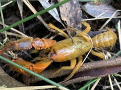 Engaeus tuberculatus