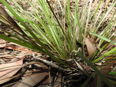 Panicum simile