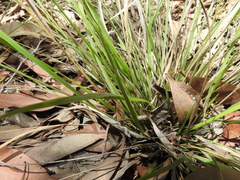 Panicum simile