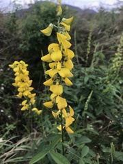Crotalaria trichotoma