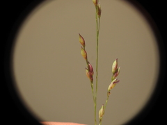 Panicum simile
