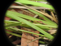 Panicum simile
