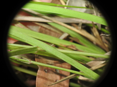 Panicum simile