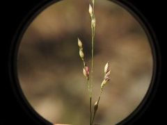 Panicum simile