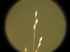 Panicum simile