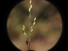 Panicum simile