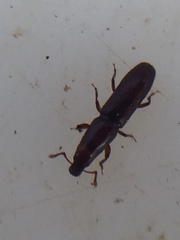 Macrorhyncolus littoralis