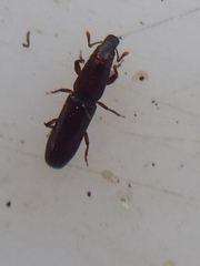 Macrorhyncolus littoralis