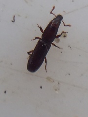 Macrorhyncolus littoralis