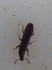 Macrorhyncolus littoralis