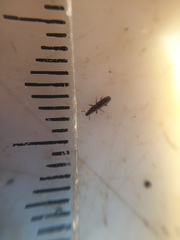 Macrorhyncolus littoralis