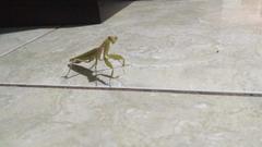 Hierodula patellifera