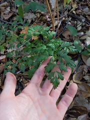 Osmorhiza brachypoda
