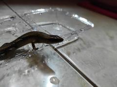 Eutropis multifasciata