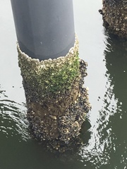 Mytilus californianus