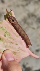 Eupanacra