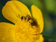Tenthredo talyshensis