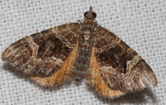 Chrysolarentia adornata