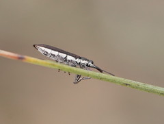 Rhinotia sparsa