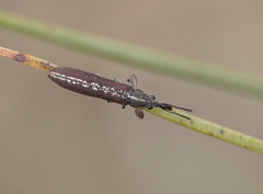 Rhinotia sparsa